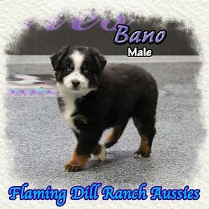 Bano - Mini Black Tri Aussie Male