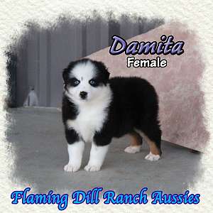 Damita - Mini Black Tri Aussie Female