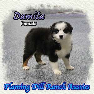 Damita - Mini Black Tri Aussie Female