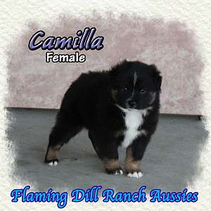 Camilla - Mini Black Tri Aussie Female