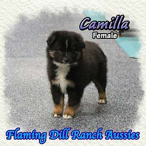 Camilla - Mini Black Tri Aussie Female