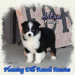 Alexa - Mini Black Tri Aussie Female