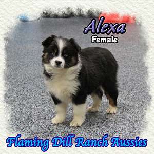 Alexa - Mini Black Tri Aussie Female