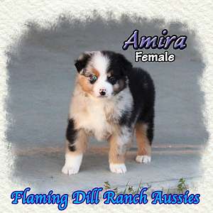 Amira - Mini Blue Merle Aussie Female