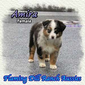 Amira - Mini Blue Merle Aussie Female