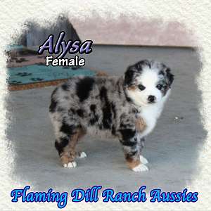 Alysa - Mini Blue Merle Aussie Female