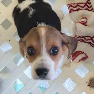 BassetHound and Beagle mixed