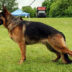 World Class German Shepherd Puppies