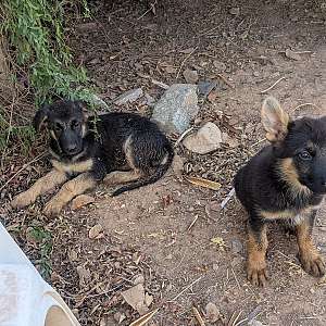 Female German Shepherds 3 Females