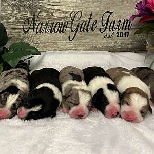 ABCA Border Collie pups