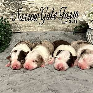 ABCA Border Collie Pups