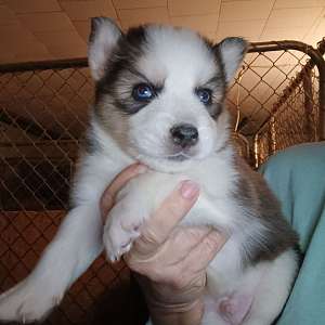 Siberian Husky Puppies