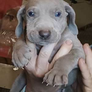 Weimaraner