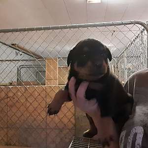 AKC Rottweiler Puppies