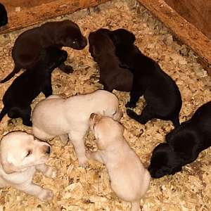 AKC Lab Puppies