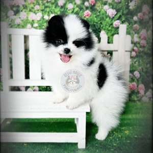 Black and White Parti Pomeranian Puppy