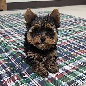 Yorkie boys