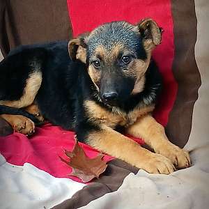 Re Home German Shepherd Female