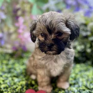ShihPoo