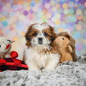 Rolo Male Shihtzu