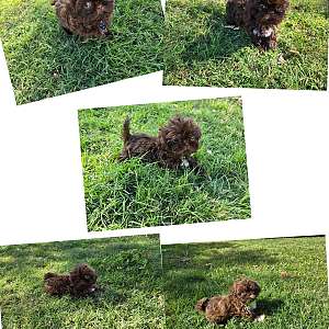 Shih Tzu puppies