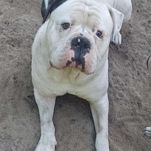 Samson American Bulldog