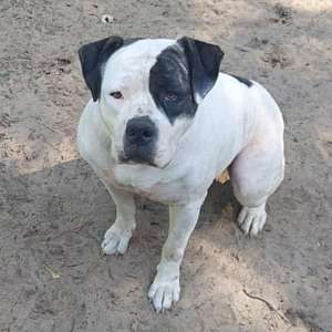 Fancy American Bulldog