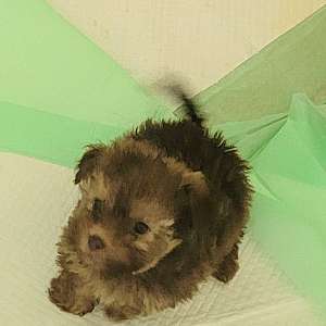 Morkiepoo