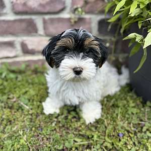Lola Female Biewer