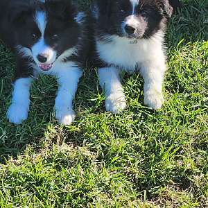 Border Collie Puppies for Sale