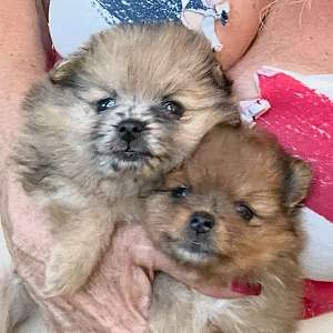 Yang - Stunning Merle Male Pomeranian