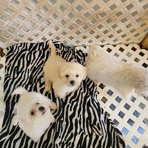 Malti-Poo