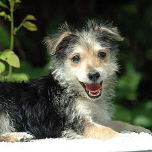 Yorkie Female 1Sale Sale $500