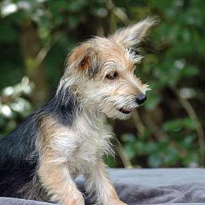 Yorkie Female 1Sale Sale $500