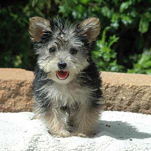 Yorkie Female 2 Awesome Sale $500