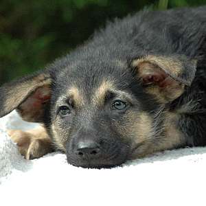 Special GS Male $500