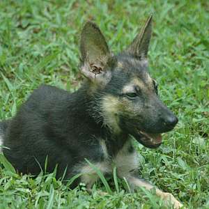Special GS Male $500