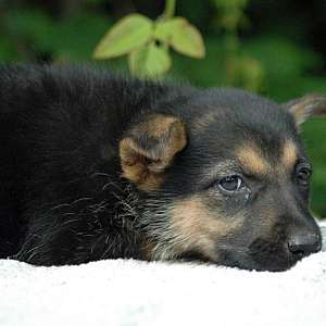 Special $500 GS Female 1