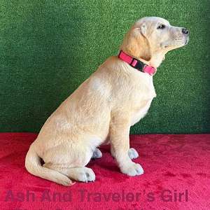 AKC Yellow Female Lab Puppies
