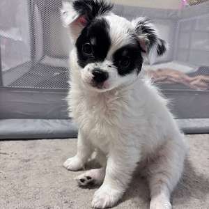 AKC Long Coat Chihuahua