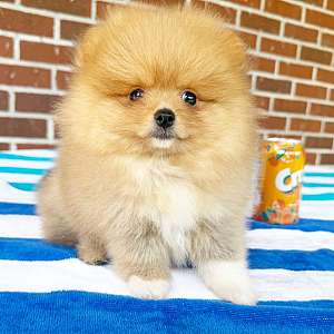 CKC Pomeranian Jellybean