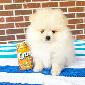 CKC Pomeranian Noodles
