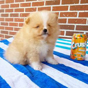 CKC Pomeranian DUTCH