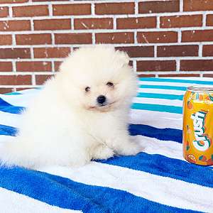 CKC Pomeranian RANGER