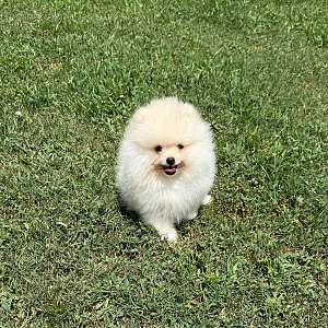 CKC Pomeranian RANGER