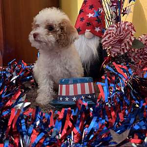 Beautiful tiny toy poodles