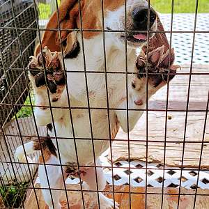Beagle/ BassetHound