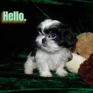 Imperial Shih Tzu Female Full AKC