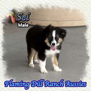 Sei ~ Toy Black Tri Male Aussie
