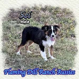 Sei ~ Toy Black Tri Male Aussie
